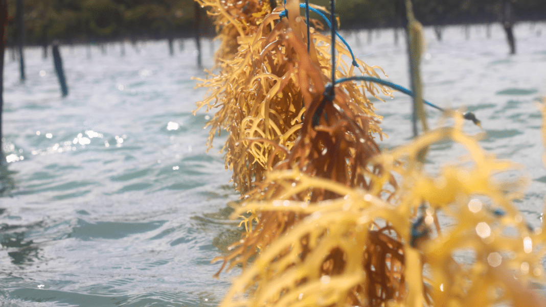 Wyld Herbs sea moss farm in St Lucia